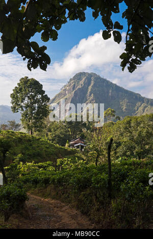 Vista verticale di un piccolo agriturismo all'ombra di Ella Rock in Ella, Sri Lanka. Foto Stock