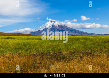 Orzo di campi coltivati e il Vulcano Cotopaxi in background Foto Stock