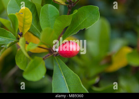 Close-up di un miracolo berry da un Synsepalum dulcificum impianto, noto per la sua bacca che, quando viene mangiato, provoca sour alimenti di sapore dolce. Foto Stock