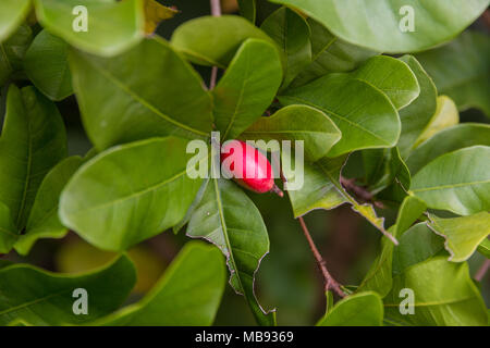 Un unico miracolo berry da un Synsepalum dulcificum impianto, noto per la sua bacca che, quando viene mangiato, provoca sour alimenti di sapore dolce. Foto Stock