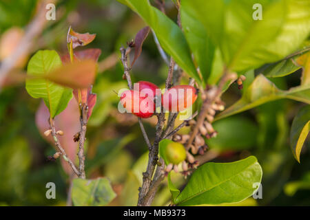 Close-up di tre miracolo bacche da un Synsepalum dulcificum impianto, noto per la sua bacca che, quando viene mangiato, provoca sour alimenti di sapore dolce. Foto Stock