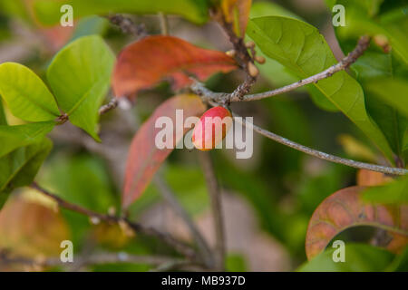 Una foto vicina di un miracolo berry da un Synsepalum dulcificum impianto, noto per la sua bacca che, quando viene mangiato, provoca sour alimenti di sapore dolce. Foto Stock