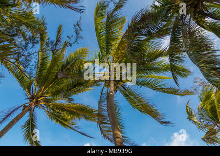 Palme da cocco ondeggianti nel clima caldo e tropicale di Terengganu, la costa orientale della penisola della Malesia. Foto Stock