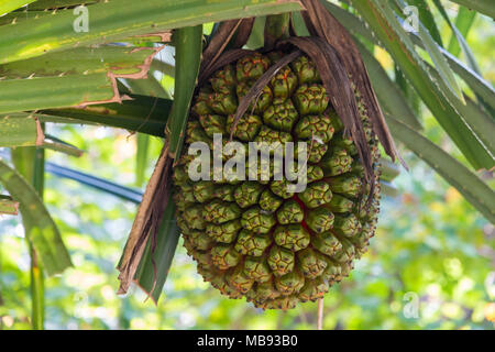 Close-up di un frutto acerbo del screwpine (odorifer Pandanus), ancora appeso su un ramo. Preso in Terengganu, Malaysia. Foto Stock