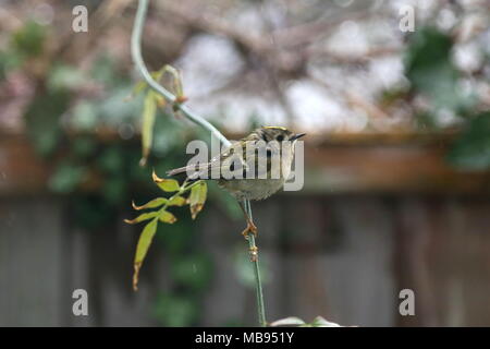 Goldcrest (Regulus regulus) - La Gran Bretagna è più piccolo uccello - arroccato sotto la pioggia, East Molesey Surrey, Inghilterra, Gran Bretagna, Regno Unito, Gran Bretagna, Europa Foto Stock