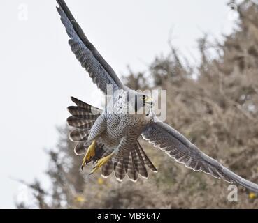 Falco pellegrino in volo vicino shot. Foto Stock