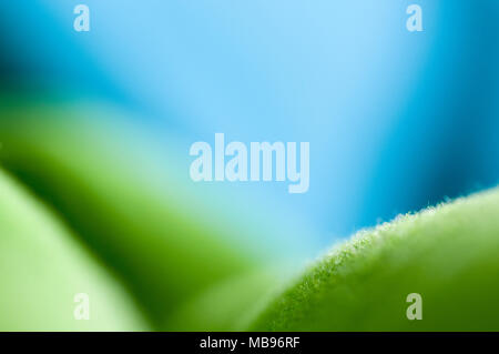 Abstract di ripresa macro di blu e verde coperta Foto Stock