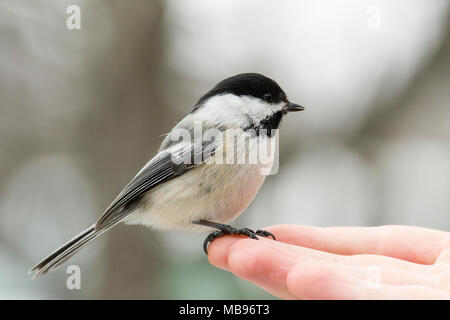 Nero-capped Luisa (Poecile atricapillus) appollaiato su mano aspettando il cibo Foto Stock