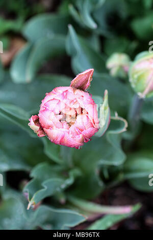 Bella doppia increspato pink tulip shot da sovraccarico con estrema profondità di campo e la messa a fuoco selettiva sulla sommità del tulipano. Immagine ripresa da sopra Foto Stock