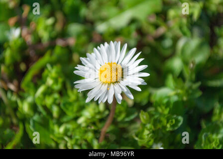 Bellis perennis o fiore a margherita in erba sul giorno di sole in natura. Messa a fuoco selettiva, vicino. Foto Stock