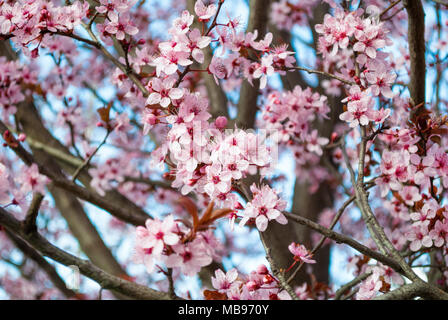 Fiore di Ciliegio in piena fioritura. Fiori di Ciliegio in piccoli gruppi su un albero ciliegio filiale. Profondità di campo. Focus sul centro del cluster di fiori. Foto Stock