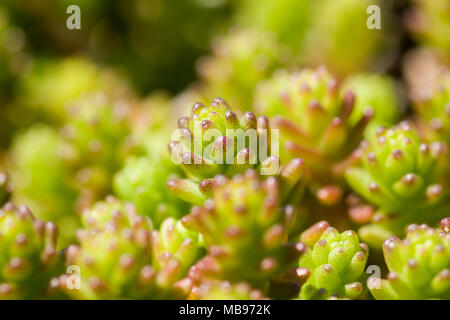Macro close up di Sedum sp. succulente crescono sulle rocce Foto Stock