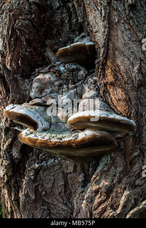 Tinder funghi sulla corteccia di albero a primavera nella foresta Foto Stock