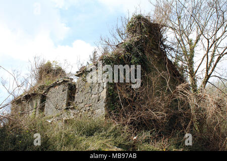 Inquietanti vecchie rovine di cottage nel bosco, Irlanda Foto Stock