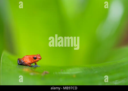 Red Poison Dart Frog - Oophaga pumilio, bellissimo rosso blu zampe da rana Cental America foresta, Costa Rica. Foto Stock