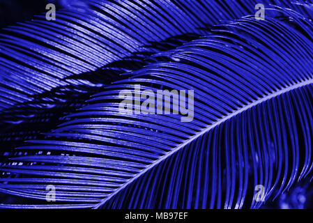 Creative foglie tropicali layout. Foto Stock