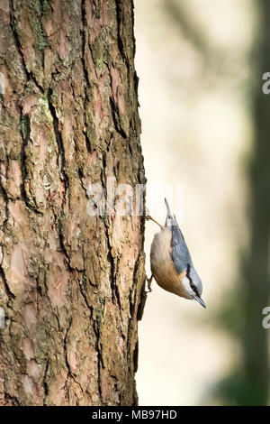 Wiltshire, Regno Unito. Un nuthatch eurasiatico, Sitta Euopaea, piccolo uccello passerino che si muove giù un pino usando le sue gambe forti per camminare in una direzione verso il basso Foto Stock