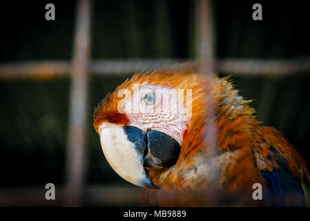 Scarlet Macaw rendendo il contatto visivo da dentro la sua gabbia in cattività close up ritratto sguardo curioso Foto Stock