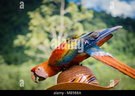 Giocoso scarlet macaw all'aperto sullo sfondo della natura in appoggio sulla parte superiore del cappello Foto Stock