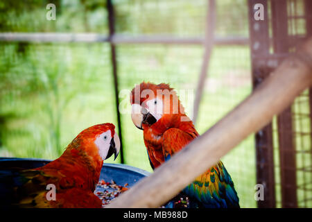 Due scarlet macaws rendendo il contatto visivo da dentro la loro gabbia in cattività close up sguardi curiosi Foto Stock