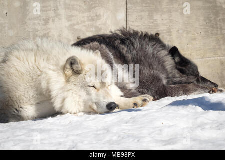 Un sonno lupo (Canis lupus) al Saskatoon silvicoltura Farm Park e lo Zoo di Saskatoon, Saskatchewan, Canada. Foto Stock