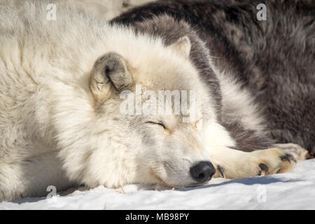 Un sonno lupo (Canis lupus) al Saskatoon silvicoltura Farm Park e lo Zoo di Saskatoon, Saskatchewan, Canada. Foto Stock