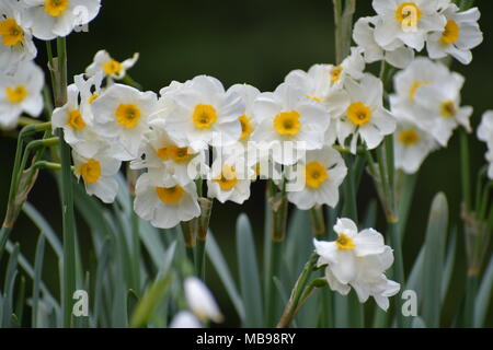 Il Daffodils valanga cresce in giardino Foto Stock