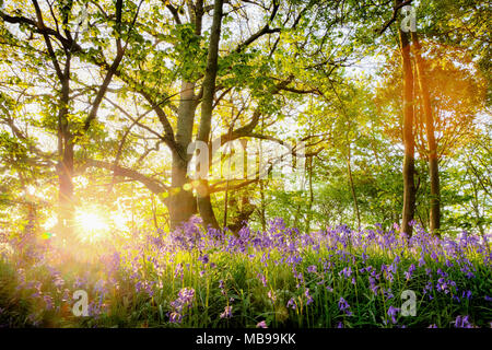 Incredibile bluebell foresta con sunrise scoppio attraverso gli alberi, fresco paesaggio naturale con fiori di primavera sotto gli alberi del bosco. Situato in Norf Foto Stock