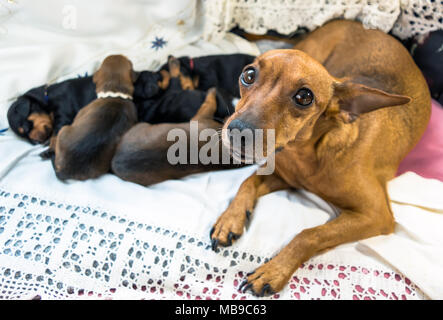 Rosso Pinscher miniatura madre con i cuccioli Foto Stock