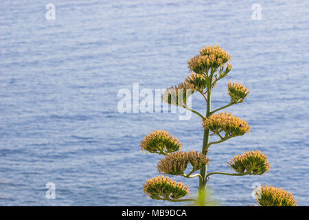 Albero cresce oltre il blu del mare in estate sfondo, con copia spazio. Foto Stock