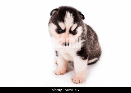 Carino baby cucciolo Siberian Husky in posa su uno sfondo bianco Foto Stock