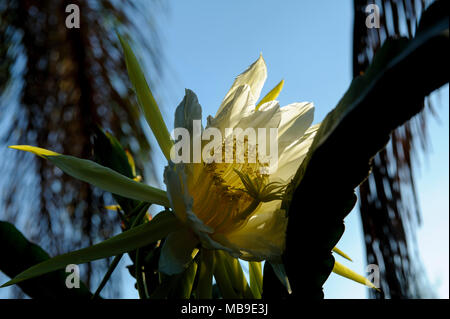 Drago fiore di frutta (Hylocereus sp) Foto Stock