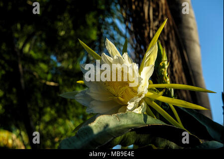 Drago fiore di frutta (Hylocereus sp) Foto Stock