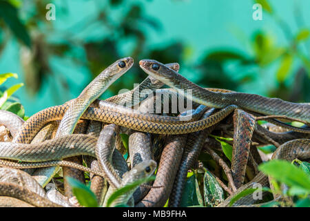 Oriental serpenti di ratto Foto Stock