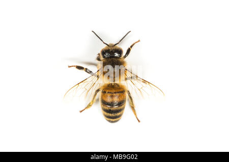 Giallo-zampe ape di data mining, Andrena flavipes, famiglia Andrenidae, Monmouthshire, Galles, Aprile Foto Stock