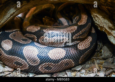 Un royal python (Python regius) a Cango Wildlife Ranch, Sud Africa Foto Stock