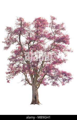 Isolato grande albero con foglie di colore rosa Foto Stock