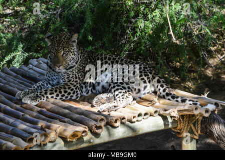 Un leopard (Panthera pardus) a Cango Wildlife Ranch, Sud Africa Foto Stock