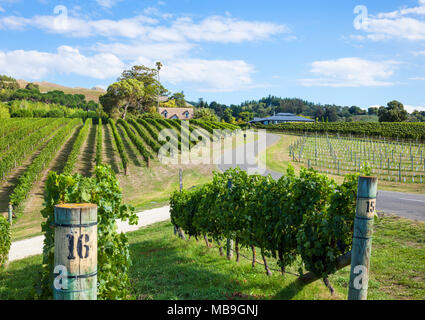 Nuova Zelanda Hawkes Bay Nuova Zelanda grappoli di uva sulla vite in righe in un vigneto di Hawkes Bay Napier, Nuova Zelanda Isola del nord NZ Foto Stock