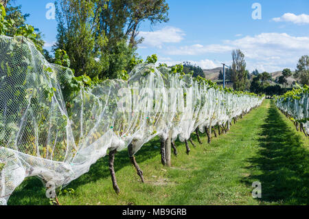 Nuova Zelanda Hawkes Bay Nuova Zelanda grappoli di uva sulla vite ricoperto in reti di protezione Hawkes Bay Napier, Nuova Zelanda Isola del nord NZ Foto Stock