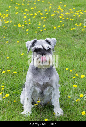 Frodo la Schnauzer cane con linguetta leccare il suo naso seduto in un campo Foto Stock