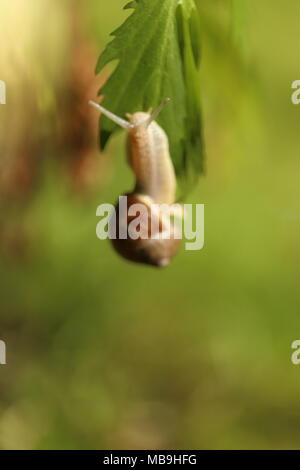 Lumaca, macro dettagliate vicino fino in giardino Foto Stock