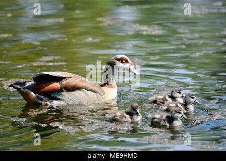 In prossimità di un oca egiziano a nuotare in acqua con goslings (Alopochen aegyptiaca) Foto Stock