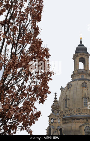 La chiesa Frauenkirche, chiamato la chiesa di Nostra Signora, un punto di riferimento nella città tedesca di Dresda davanti a uno sfondo bianco, nella parte anteriore di un albero a foglie decidue Foto Stock