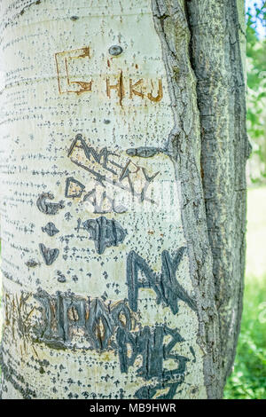 Graffiti grezzo e nomi scolpiti nel legno di un albero di Aspen in una vista ravvicinata del tronco Foto Stock