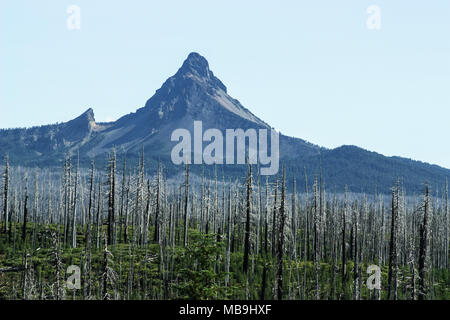 Notevole picco di fronte a morti o moribondi forest, a causa del riscaldamento globale Foto Stock