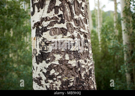 Corteccia di Aspen Tree in vista ravvicinata, Colorado, STATI UNITI D'AMERICA Foto Stock