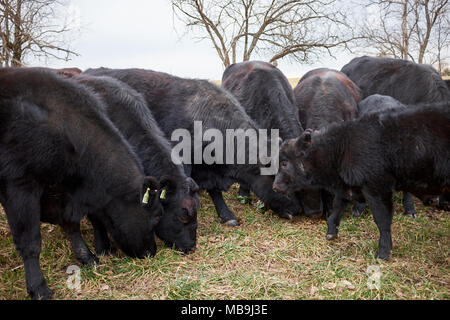 Allevamento di nero di carni bovine al pascolo del bestiame in un campo di raggruppamento insieme vicino al feed su integratori alimentari sparsi sull'erba in inverno Foto Stock