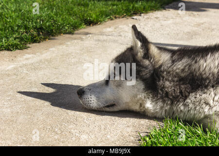 Assonnato, triste siberian husky cane in appoggio in un cortile Foto Stock