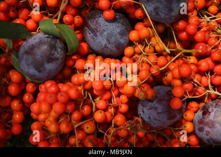 Ancora la vita di prugne blu e arancione rowan bacche Foto Stock